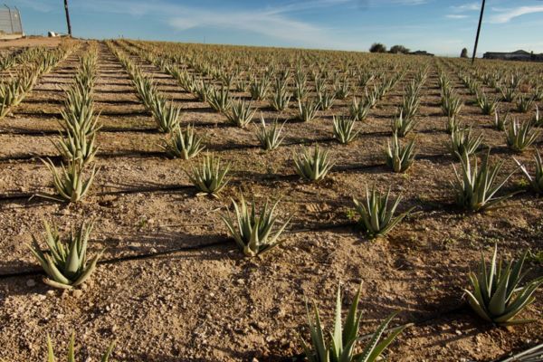 wie man Aloe Vera zu Hause pflegt